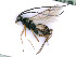  ( - BC-ZSM-HYM-24075-A02)  @11 [ ] by-nc-sa (2020) SNSB, Staatliche Naturwissenschaftliche Sammlungen Bayerns SNSB, Zoologische Staatssammlung Muenchen