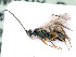 ( - BC-ZSM-HYM-24075-A07)  @11 [ ] by-nc-sa (2020) SNSB, Staatliche Naturwissenschaftliche Sammlungen Bayerns SNSB, Zoologische Staatssammlung Muenchen