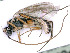  ( - BC-ZSM-HYM-24075-B04)  @11 [ ] by-nc-sa (2020) SNSB, Staatliche Naturwissenschaftliche Sammlungen Bayerns SNSB, Zoologische Staatssammlung Muenchen