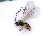  ( - BC-ZSM-HYM-24075-D09)  @12 [ ] CreativeCommons - Attribution Non-Commercial Share-Alike (2016) SNSB, Staatliche Naturwissenschaftliche Sammlungen Bayerns ZSM (SNSB, Zoologische Staatssammlung Muenchen)