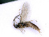  ( - BC-ZSM-HYM-24075-E12)  @13 [ ] CreativeCommons - Attribution Non-Commercial Share-Alike (2016) SNSB, Staatliche Naturwissenschaftliche Sammlungen Bayerns ZSM (SNSB, Zoologische Staatssammlung Muenchen)