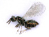  ( - BC-ZSM-HYM-24076-C08)  @14 [ ] CreativeCommons - Attribution Non-Commercial Share-Alike (2016) SNSB, Staatliche Naturwissenschaftliche Sammlungen Bayerns ZSM (SNSB, Zoologische Staatssammlung Muenchen)