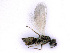  ( - BC-ZSM-HYM-24076-E04)  @14 [ ] CreativeCommons - Attribution Non-Commercial Share-Alike (2016) SNSB, Staatliche Naturwissenschaftliche Sammlungen Bayerns ZSM (SNSB, Zoologische Staatssammlung Muenchen)