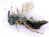 ( - BC-ZSM-HYM-24077-H03)  @13 [ ] CreativeCommons - Attribution Non-Commercial Share-Alike (2016) SNSB, Staatliche Naturwissenschaftliche Sammlungen Bayerns ZSM (SNSB, Zoologische Staatssammlung Muenchen)