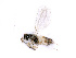  ( - BC-ZSM-HYM-24078-A07)  @12 [ ] CreativeCommons - Attribution Non-Commercial Share-Alike (2016) SNSB, Staatliche Naturwissenschaftliche Sammlungen Bayerns ZSM (SNSB, Zoologische Staatssammlung Muenchen)
