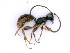  ( - BC-ZSM-HYM-24078-E03)  @13 [ ] CreativeCommons - Attribution Non-Commercial Share-Alike (2016) SNSB, Staatliche Naturwissenschaftliche Sammlungen Bayerns ZSM (SNSB, Zoologische Staatssammlung Muenchen)
