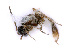  ( - BC-ZSM-HYM-24079-D11)  @12 [ ] CreativeCommons - Attribution Non-Commercial Share-Alike (2016) SNSB, Staatliche Naturwissenschaftliche Sammlungen Bayerns ZSM (SNSB, Zoologische Staatssammlung Muenchen)