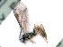  (Plectiscidea moerens - BC-ZSM-HYM-24105-A05)  @13 [ ] CreativeCommons - Attribution Non-Commercial Share-Alike (2016) SNSB, Staatliche Naturwissenschaftliche Sammlungen Bayerns ZSM (SNSB, Zoologische Staatssammlung Muenchen)