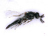  ( - BC-ZSM-HYM-24106-C06)  @11 [ ] by-nc-sa (2020) SNSB, Staatliche Naturwissenschaftliche Sammlungen Bayerns SNSB, Zoologische Staatssammlung Muenchen