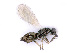  (Diglyphus isaea - BC-ZSM-HYM-24106-C07)  @14 [ ] CreativeCommons - Attribution Non-Commercial Share-Alike (2016) SNSB, Staatliche Naturwissenschaftliche Sammlungen Bayerns ZSM (SNSB, Zoologische Staatssammlung Muenchen)