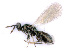  ( - BC-ZSM-HYM-24106-C10)  @14 [ ] CreativeCommons - Attribution Non-Commercial Share-Alike (2016) SNSB, Staatliche Naturwissenschaftliche Sammlungen Bayerns ZSM (SNSB, Zoologische Staatssammlung Muenchen)