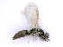  ( - BC-ZSM-HYM-24106-H08)  @12 [ ] CreativeCommons - Attribution Non-Commercial Share-Alike (2016) SNSB, Staatliche Naturwissenschaftliche Sammlungen Bayerns ZSM (SNSB, Zoologische Staatssammlung Muenchen)