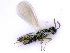  (Diglyphus - BC-ZSM-HYM-24106-H09)  @14 [ ] CreativeCommons - Attribution Non-Commercial Share-Alike (2016) SNSB, Staatliche Naturwissenschaftliche Sammlungen Bayerns ZSM (SNSB, Zoologische Staatssammlung Muenchen)