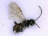  ( - BC-ZSM-HYM-24107-A02)  @11 [ ] CreativeCommons - Attribution Non-Commercial Share-Alike (2016) SNSB, Staatliche Naturwissenschaftliche Sammlungen Bayerns ZSM (SNSB, Zoologische Staatssammlung Muenchen)
