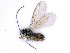  (Dacnusa areolaris - BC-ZSM-HYM-24107-B02)  @15 [ ] CreativeCommons - Attribution Non-Commercial Share-Alike (2016) SNSB, Staatliche Naturwissenschaftliche Sammlungen Bayerns ZSM (SNSB, Zoologische Staatssammlung Muenchen)