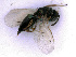  ( - BC-ZSM-HYM-24107-B07)  @12 [ ] CreativeCommons - Attribution Non-Commercial Share-Alike (2016) SNSB, Staatliche Naturwissenschaftliche Sammlungen Bayerns ZSM (SNSB, Zoologische Staatssammlung Muenchen)