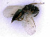  ( - BC-ZSM-HYM-24107-B07)  @11 [ ] by-nc-sa (2020) SNSB, Staatliche Naturwissenschaftliche Sammlungen Bayerns SNSB, Zoologische Staatssammlung Muenchen