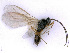  ( - BC-ZSM-HYM-24107-B12)  @12 [ ] CreativeCommons - Attribution Non-Commercial Share-Alike (2016) SNSB, Staatliche Naturwissenschaftliche Sammlungen Bayerns ZSM (SNSB, Zoologische Staatssammlung Muenchen)