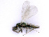  ( - BC-ZSM-HYM-24107-F10)  @14 [ ] CreativeCommons - Attribution Non-Commercial Share-Alike (2016) SNSB, Staatliche Naturwissenschaftliche Sammlungen Bayerns ZSM (SNSB, Zoologische Staatssammlung Muenchen)
