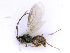  ( - BC-ZSM-HYM-24107-G12)  @12 [ ] CreativeCommons - Attribution Non-Commercial Share-Alike (2016) SNSB, Staatliche Naturwissenschaftliche Sammlungen Bayerns ZSM (SNSB, Zoologische Staatssammlung Muenchen)