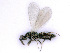  ( - BC-ZSM-HYM-24108-A01)  @14 [ ] CreativeCommons - Attribution Non-Commercial Share-Alike (2016) SNSB, Staatliche Naturwissenschaftliche Sammlungen Bayerns ZSM (SNSB, Zoologische Staatssammlung Muenchen)