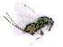  (Torymus flavipes - BC-ZSM-HYM-24108-B03)  @12 [ ] CreativeCommons - Attribution Non-Commercial Share-Alike (2016) SNSB, Staatliche Naturwissenschaftliche Sammlungen Bayerns ZSM (SNSB, Zoologische Staatssammlung Muenchen)