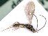  ( - BC-ZSM-HYM-24108-B08)  @13 [ ] CreativeCommons - Attribution Non-Commercial Share-Alike (2016) SNSB, Staatliche Naturwissenschaftliche Sammlungen Bayerns ZSM (SNSB, Zoologische Staatssammlung Muenchen)
