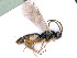  ( - BC-ZSM-HYM-24108-C04)  @13 [ ] CreativeCommons - Attribution Non-Commercial Share-Alike (2016) SNSB, Staatliche Naturwissenschaftliche Sammlungen Bayerns ZSM (SNSB, Zoologische Staatssammlung Muenchen)