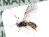  ( - BC-ZSM-HYM-24108-C08)  @11 [ ] CreativeCommons - Attribution Non-Commercial Share-Alike (2016) SNSB, Staatliche Naturwissenschaftliche Sammlungen Bayerns ZSM (SNSB, Zoologische Staatssammlung Muenchen)