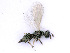  ( - BC-ZSM-HYM-24108-G04)  @14 [ ] CreativeCommons - Attribution Non-Commercial Share-Alike (2016) SNSB, Staatliche Naturwissenschaftliche Sammlungen Bayerns ZSM (SNSB, Zoologische Staatssammlung Muenchen)