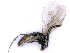  ( - BC-ZSM-HYM-24109-B08)  @12 [ ] CreativeCommons - Attribution Non-Commercial Share-Alike (2016) SNSB, Staatliche Naturwissenschaftliche Sammlungen Bayerns ZSM (SNSB, Zoologische Staatssammlung Muenchen)