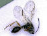  ( - BC-ZSM-HYM-24109-D01)  @12 [ ] CreativeCommons - Attribution Non-Commercial Share-Alike (2016) SNSB, Staatliche Naturwissenschaftliche Sammlungen Bayerns ZSM (SNSB, Zoologische Staatssammlung Muenchen)