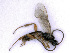  ( - BC-ZSM-HYM-24109-E02)  @13 [ ] CreativeCommons - Attribution Non-Commercial Share-Alike (2016) SNSB, Staatliche Naturwissenschaftliche Sammlungen Bayerns ZSM (SNSB, Zoologische Staatssammlung Muenchen)