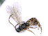  ( - BC-ZSM-HYM-24109-E03)  @13 [ ] CreativeCommons - Attribution Non-Commercial Share-Alike (2016) SNSB, Staatliche Naturwissenschaftliche Sammlungen Bayerns ZSM (SNSB, Zoologische Staatssammlung Muenchen)