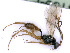  ( - BC-ZSM-HYM-24109-E11)  @12 [ ] CreativeCommons - Attribution Non-Commercial Share-Alike (2016) SNSB, Staatliche Naturwissenschaftliche Sammlungen Bayerns ZSM (SNSB, Zoologische Staatssammlung Muenchen)