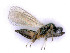  ( - BC-ZSM-HYM-24112-F07)  @11 [ ] by-nc-sa (2020) SNSB, Staatliche Naturwissenschaftliche Sammlungen Bayerns SNSB, Zoologische Staatssammlung Muenchen