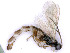  ( - BC-ZSM-HYM-24112-G01)  @11 [ ] by-nc-sa (2020) SNSB, Staatliche Naturwissenschaftliche Sammlungen Bayerns SNSB, Zoologische Staatssammlung Muenchen