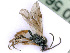  ( - BC-ZSM-HYM-24112-H01)  @13 [ ] CreativeCommons - Attribution Non-Commercial Share-Alike (2016) SNSB, Staatliche Naturwissenschaftliche Sammlungen Bayerns ZSM (SNSB, Zoologische Staatssammlung Muenchen)