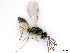  (Sympiesis acalle - BC-ZSM-HYM-24115-A04)  @11 [ ] CreativeCommons - Attribution Non-Commercial Share-Alike (2016) SNSB, Staatliche Naturwissenschaftliche Sammlungen Bayerns ZSM (SNSB, Zoologische Staatssammlung Muenchen)