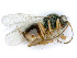  (Synergus gallaepomiformis - BC-ZSM-HYM-24115-B03)  @14 [ ] CreativeCommons - Attribution Non-Commercial Share-Alike (2016) SNSB, Staatliche Naturwissenschaftliche Sammlungen Bayerns ZSM (SNSB, Zoologische Staatssammlung Muenchen)
