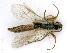  ( - BC-ZSM-HYM-24115-F05)  @13 [ ] CreativeCommons - Attribution Non-Commercial Share-Alike (2016) SNSB, Staatliche Naturwissenschaftliche Sammlungen Bayerns ZSM (SNSB, Zoologische Staatssammlung Muenchen)