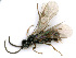  ( - BC-ZSM-HYM-24115-H10)  @12 [ ] CreativeCommons - Attribution Non-Commercial Share-Alike (2016) SNSB, Staatliche Naturwissenschaftliche Sammlungen Bayerns ZSM (SNSB, Zoologische Staatssammlung Muenchen)