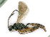  ( - BC-ZSM-HYM-24116-A05)  @12 [ ] CreativeCommons - Attribution Non-Commercial Share-Alike (2016) SNSB, Staatliche Naturwissenschaftliche Sammlungen Bayerns ZSM (SNSB, Zoologische Staatssammlung Muenchen)