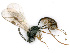  ( - BC-ZSM-HYM-24116-F06)  @11 [ ] CreativeCommons - Attribution Non-Commercial Share-Alike (2016) SNSB, Staatliche Naturwissenschaftliche Sammlungen Bayerns ZSM (SNSB, Zoologische Staatssammlung Muenchen)