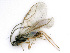  (Dacnusa tarsalis - BC-ZSM-HYM-24116-F11)  @15 [ ] CreativeCommons - Attribution Non-Commercial Share-Alike (2016) SNSB, Staatliche Naturwissenschaftliche Sammlungen Bayerns ZSM (SNSB, Zoologische Staatssammlung Muenchen)