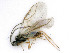  ( - BC-ZSM-HYM-24116-F11)  @15 [ ] by-nc-sa (2020) SNSB, Staatliche Naturwissenschaftliche Sammlungen Bayerns SNSB, Zoologische Staatssammlung Muenchen