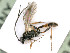  ( - BC-ZSM-HYM-24116-G12)  @11 [ ] by-nc-sa (2020) SNSB, Staatliche Naturwissenschaftliche Sammlungen Bayerns SNSB, Zoologische Staatssammlung Muenchen