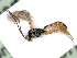  ( - BC-ZSM-HYM-24116-H02)  @13 [ ] CreativeCommons - Attribution Non-Commercial Share-Alike (2016) SNSB, Staatliche Naturwissenschaftliche Sammlungen Bayerns ZSM (SNSB, Zoologische Staatssammlung Muenchen)