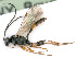  ( - BC-ZSM-HYM-24116-H05)  @12 [ ] CreativeCommons - Attribution Non-Commercial Share-Alike (2016) SNSB, Staatliche Naturwissenschaftliche Sammlungen Bayerns ZSM (SNSB, Zoologische Staatssammlung Muenchen)