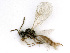  ( - BC-ZSM-HYM-24117-B06)  @14 [ ] CreativeCommons - Attribution Non-Commercial Share-Alike (2016) SNSB, Staatliche Naturwissenschaftliche Sammlungen Bayerns ZSM (SNSB, Zoologische Staatssammlung Muenchen)